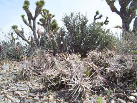 Image of <i>Corynopuntia parishii</i>