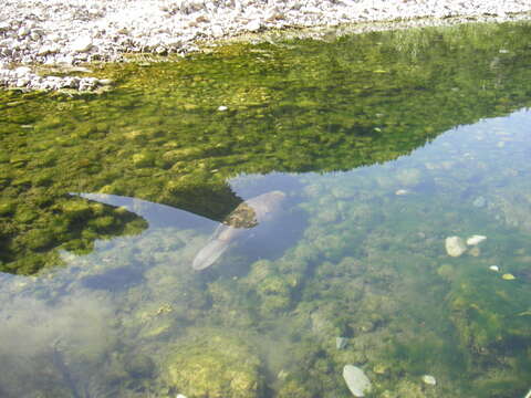 Image of European beaver