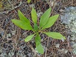 Plancia ëd Solidago pallida (Porter) Rydb.