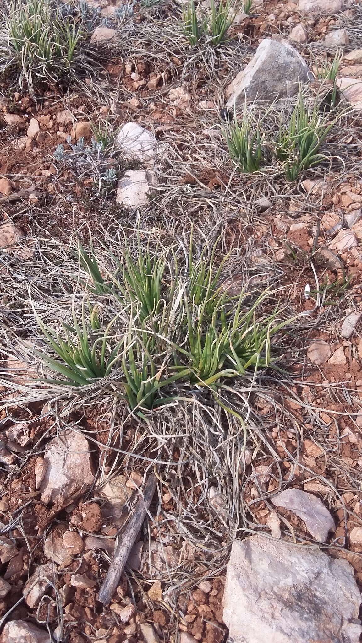 Image of Asphodeline taurica (Pall. ex M. Bieb.) Endl.