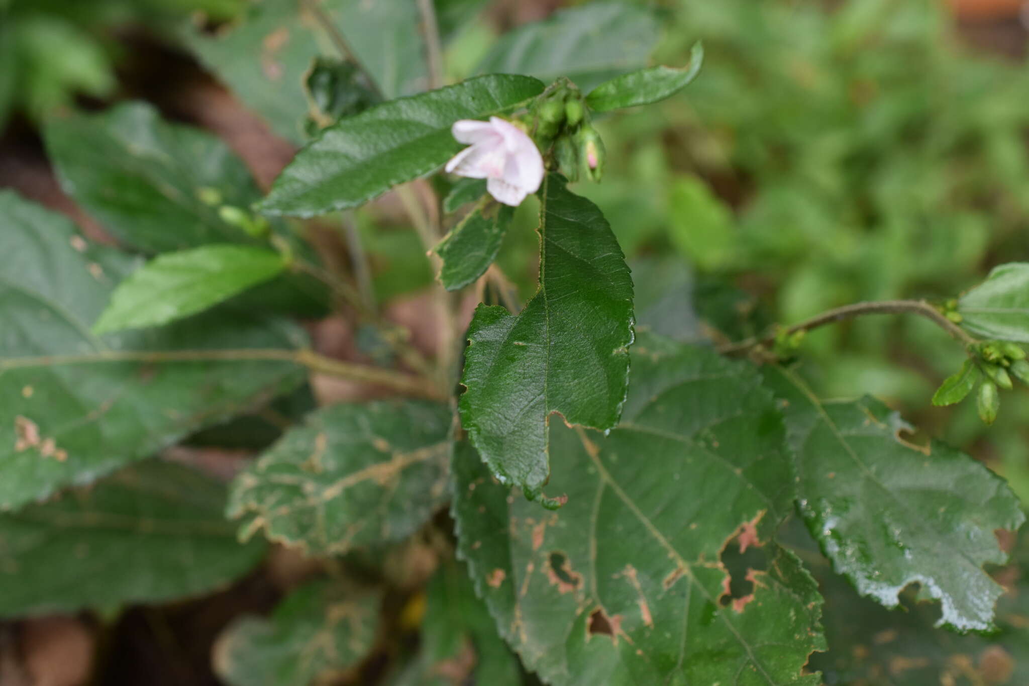 Image of Pavonia schiedeana Steudel