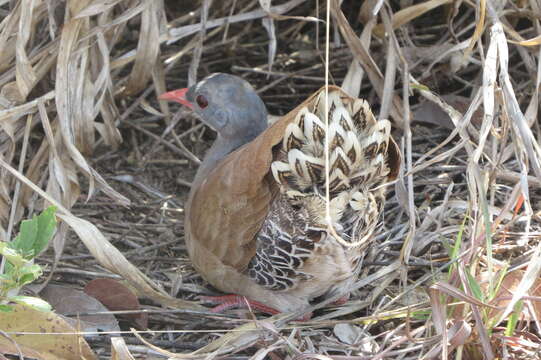 Image of Small-billed Tinamou