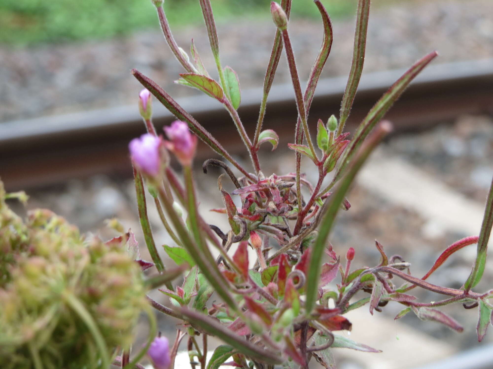 Image of american willowherb