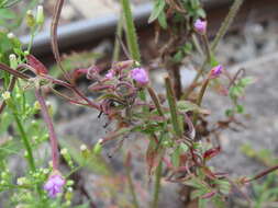 Image of american willowherb