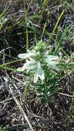 Teucrium laciniatum Torr.的圖片