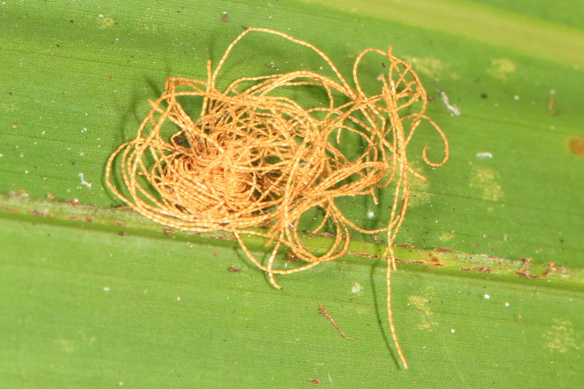 Hemisphaerota cyanea (Say 1824) resmi