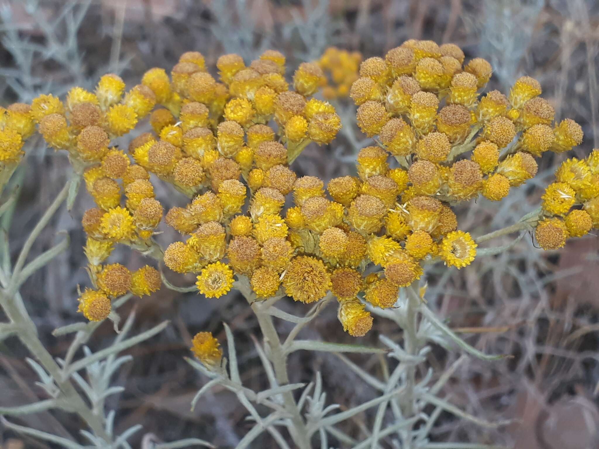 Image of Chrysocephalum semipapposum (Labill.) Steetz