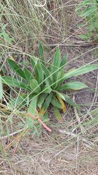 Plancia ëd Eryngium elegans Cham. & Schltdl.