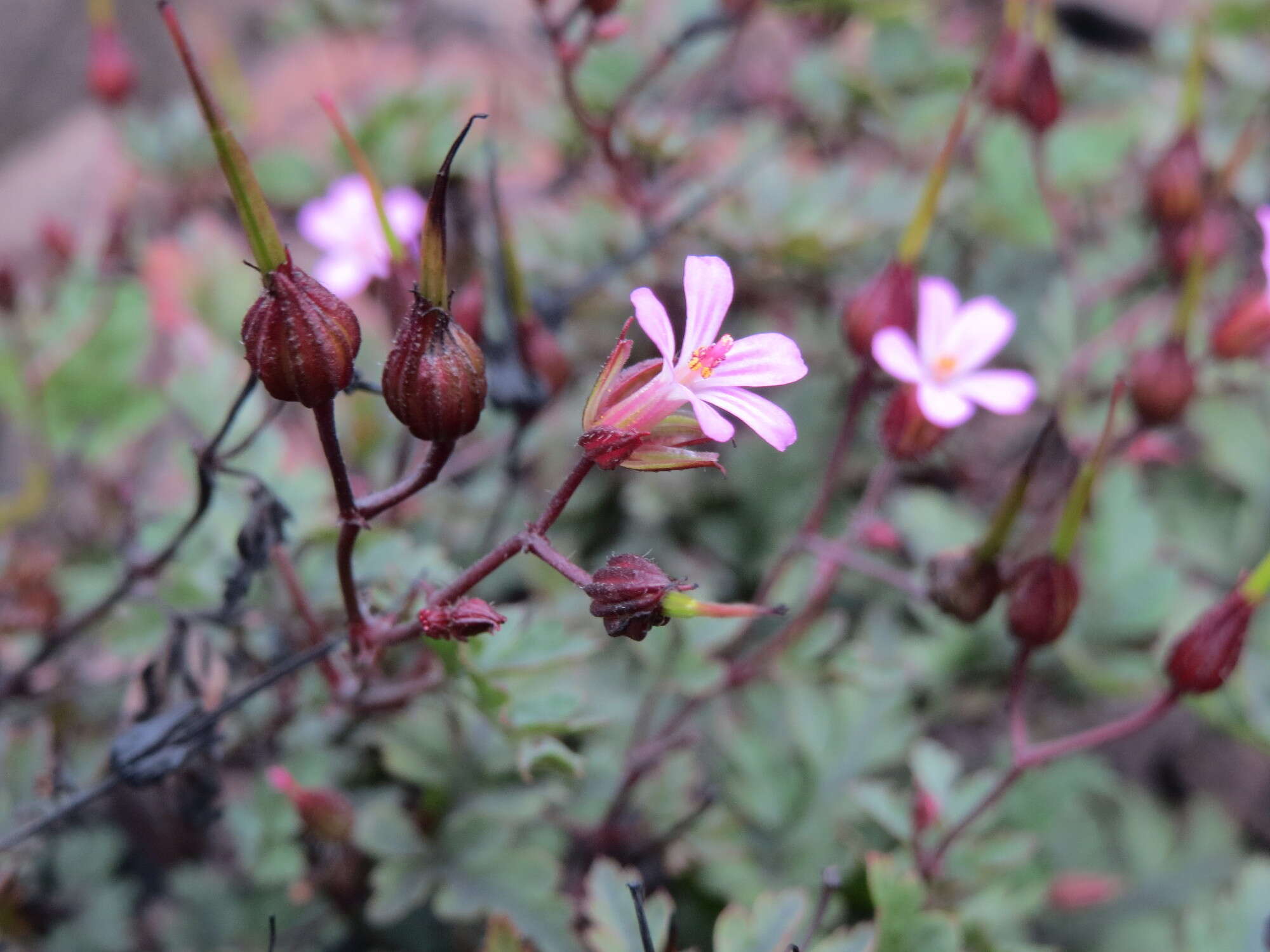 Imagem de Geranium robertianum L.