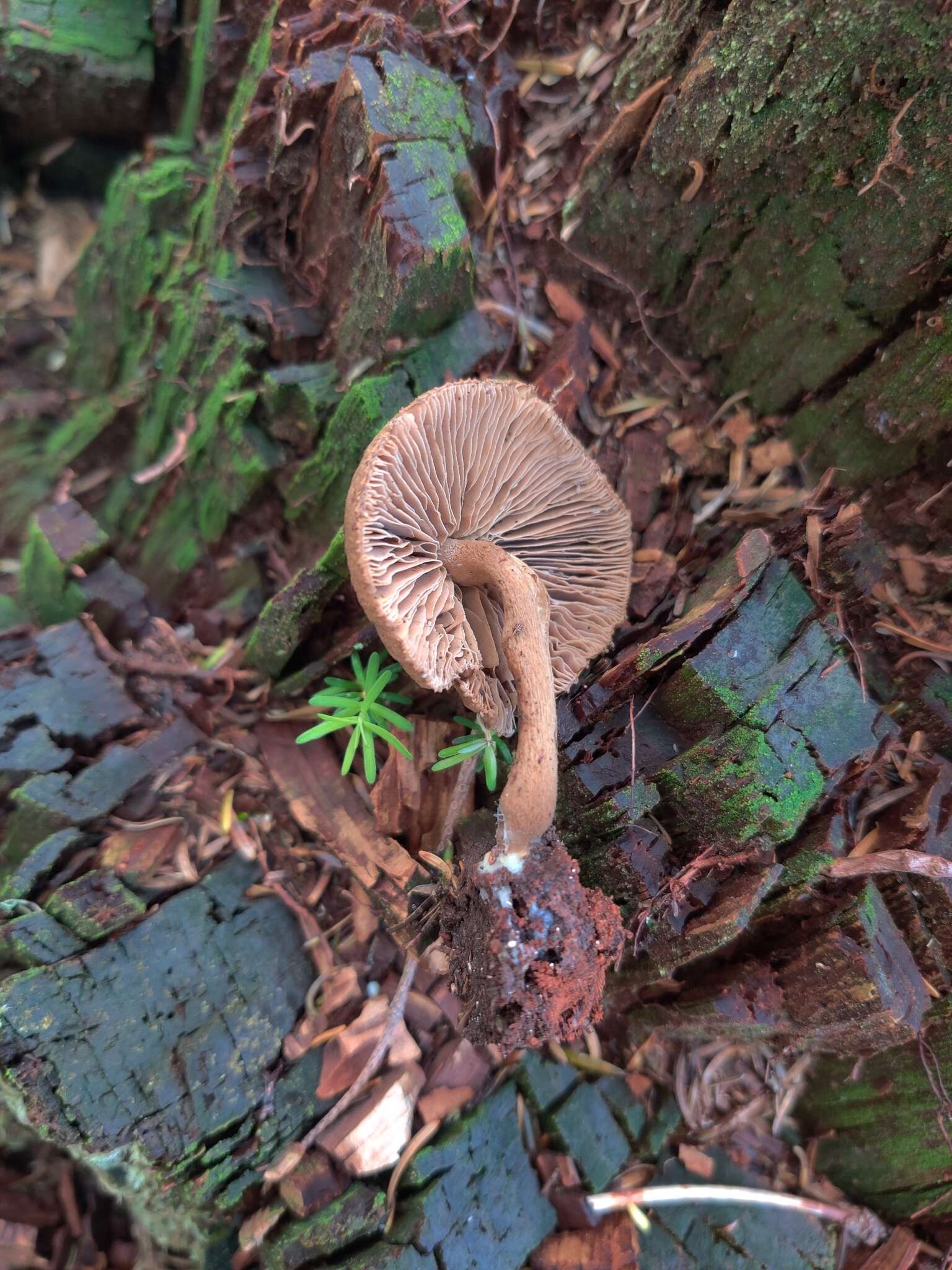 Inocybe lanuginosa (Bull.) P. Kumm. 1871 resmi