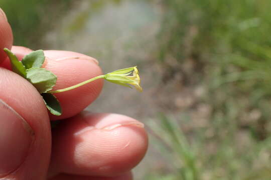 Mecardonia procumbens (Mill.) Small resmi