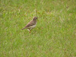 Anthus pallidiventris Sharpe 1885的圖片