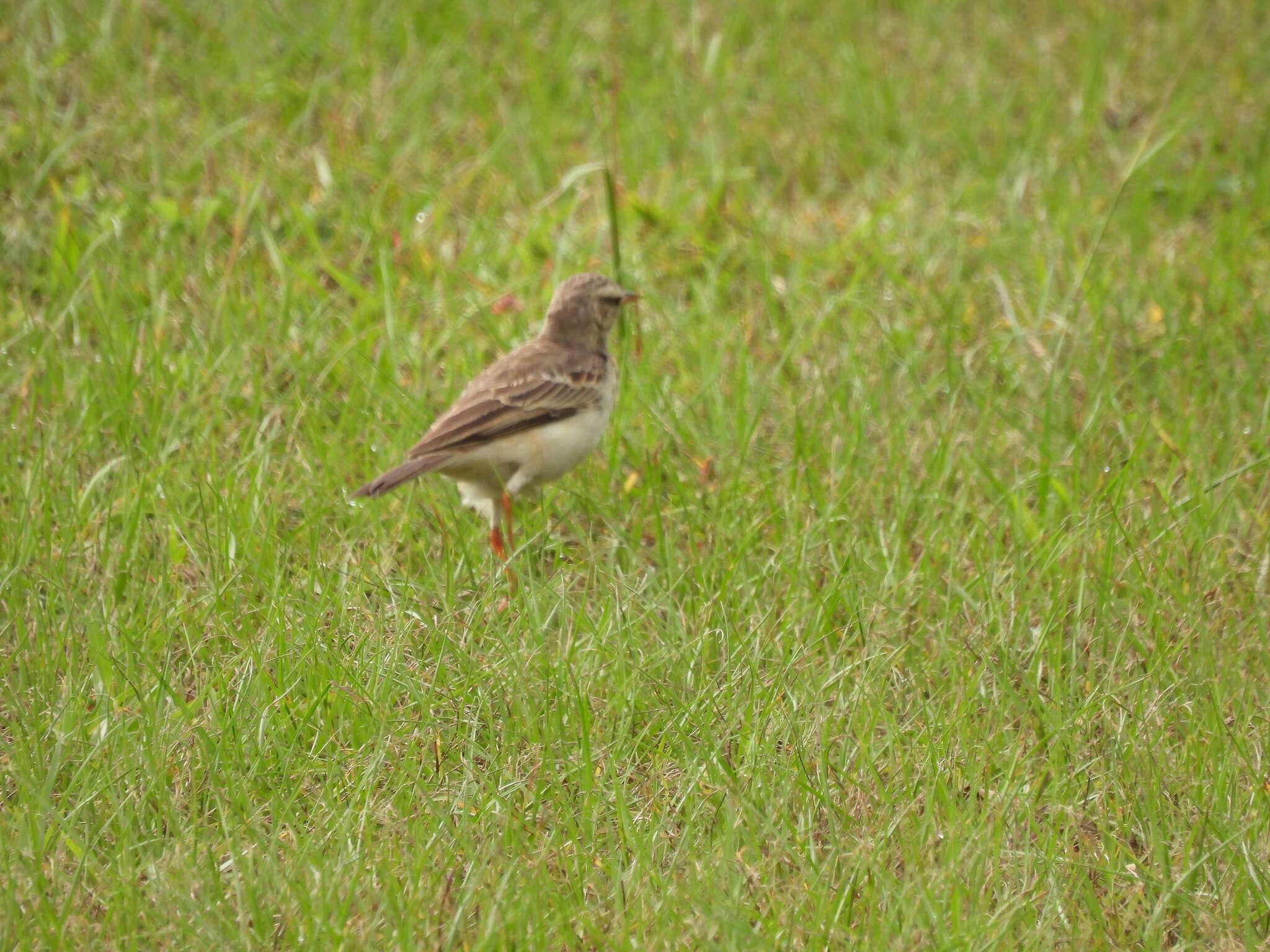 Anthus pallidiventris Sharpe 1885的圖片