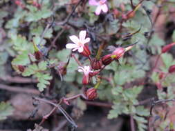 Imagem de Geranium robertianum L.