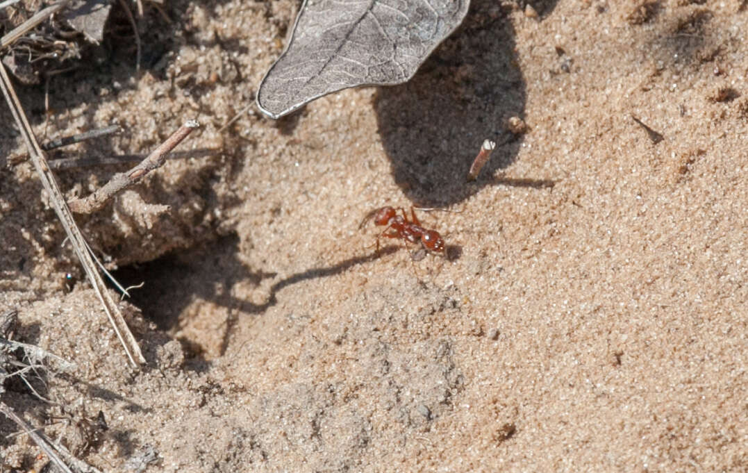 Image of Pogonomyrmex comanche Wheeler 1902