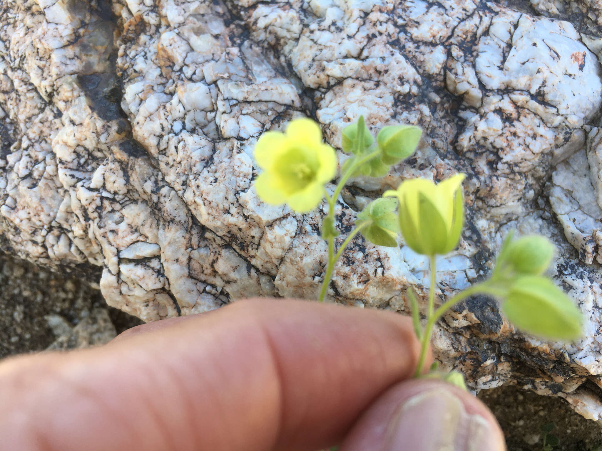 Image of whisperingbells