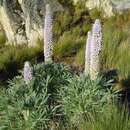 Sivun Lupinus weberbaueri var. weberbaueri kuva