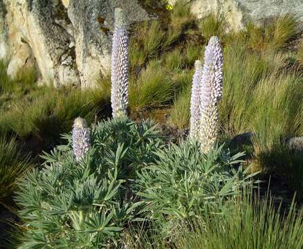 Image of Lupinus weberbaueri var. weberbaueri