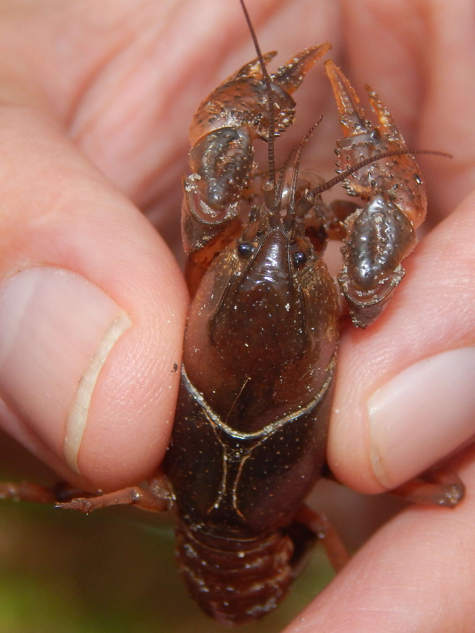 Image of Procambarus talpoides Hobbs 1981