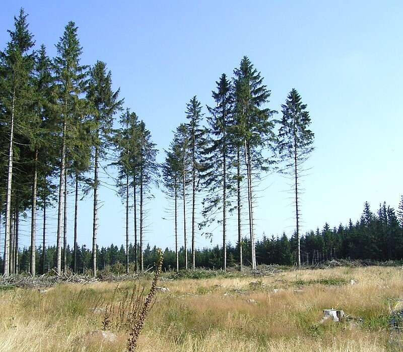 Image of Norway spruce