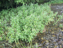 Image of Blue Water-speedwell