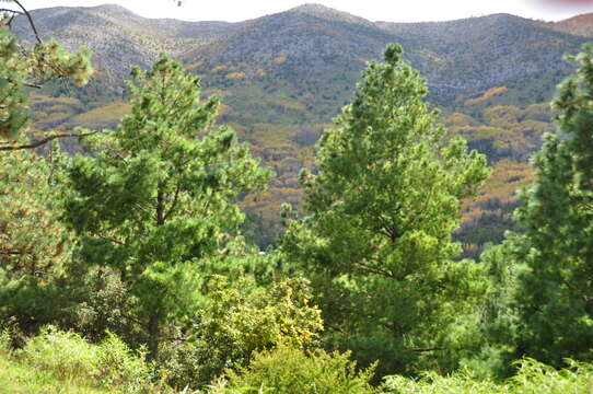 Image of Pinus flexilis var. reflexa Engelm.