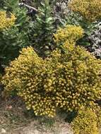 Image of Poisonous ragwort