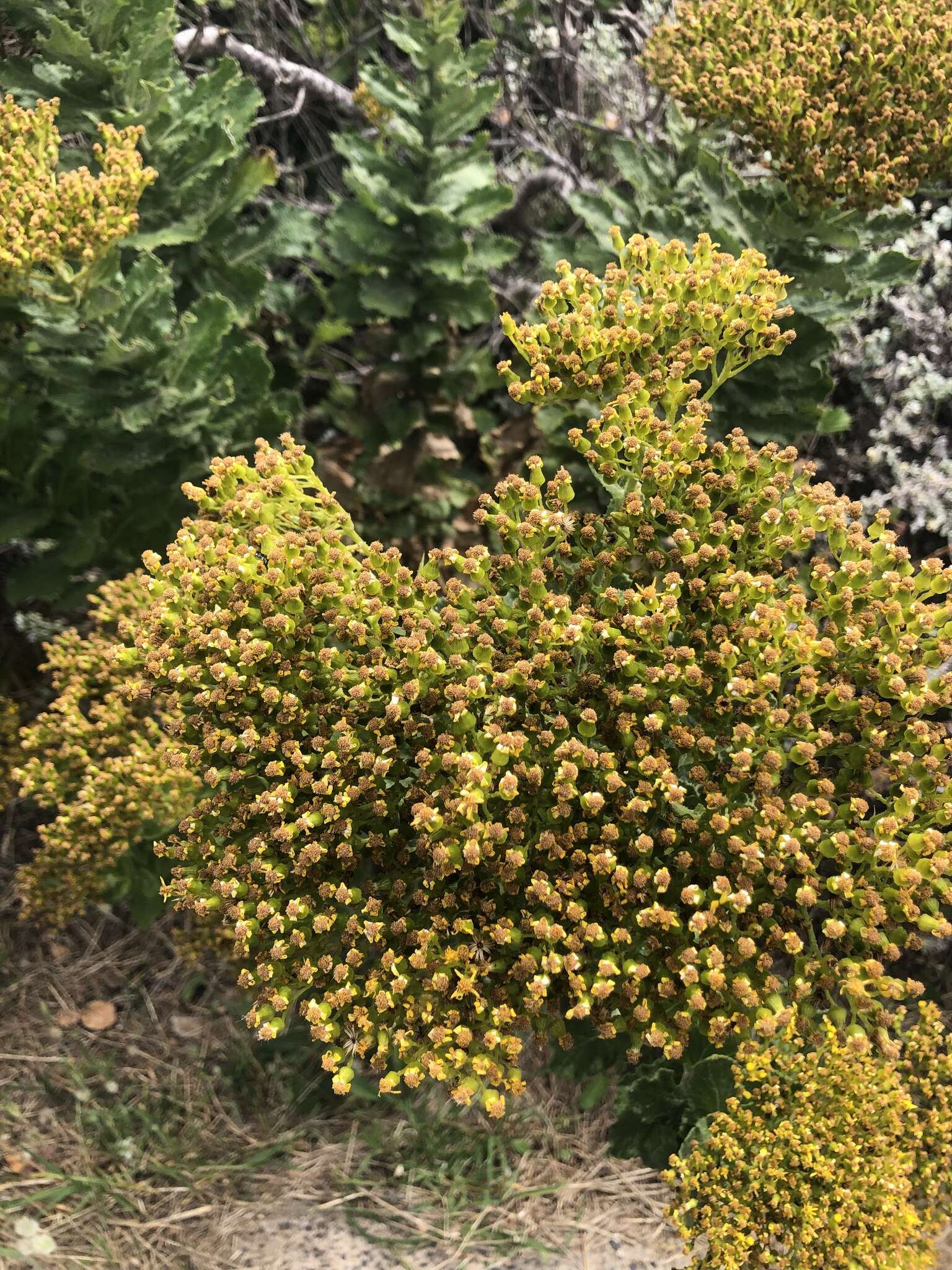 Image of Poisonous ragwort