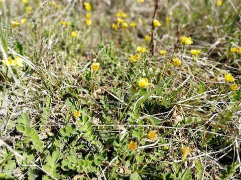 Image of Geum geoides (Pall.) Smedmark