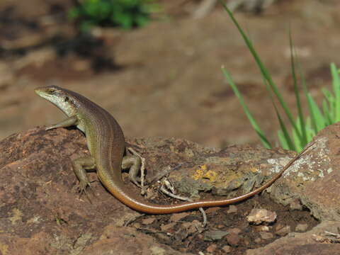 Image of Five-lined Skink