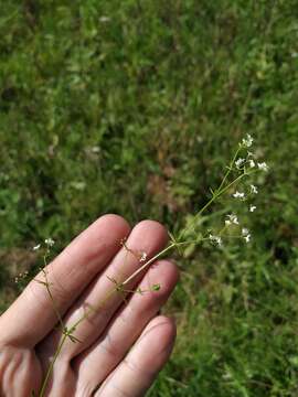 Image of Fen Bedstraw