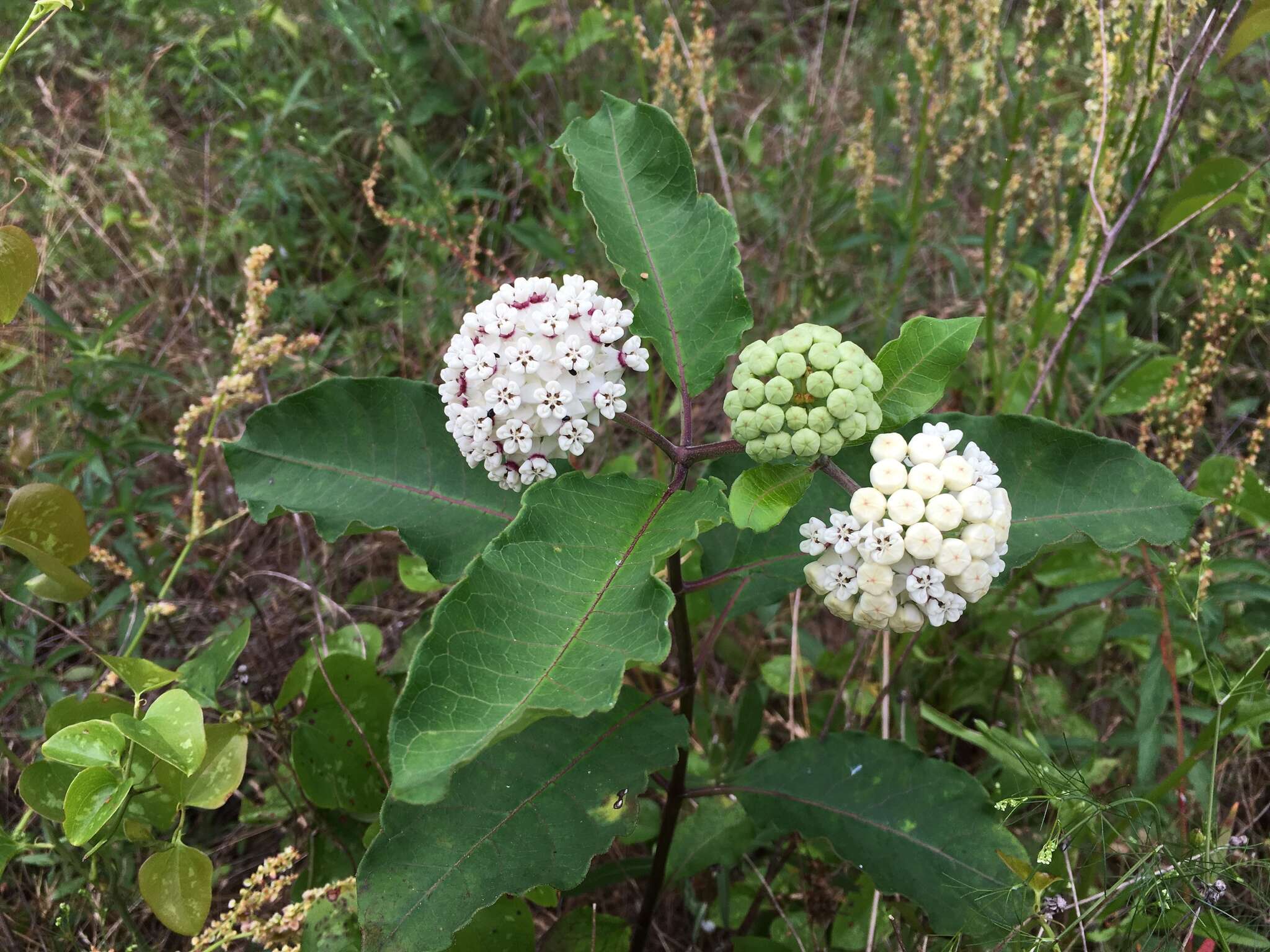 Image of redring milkweed