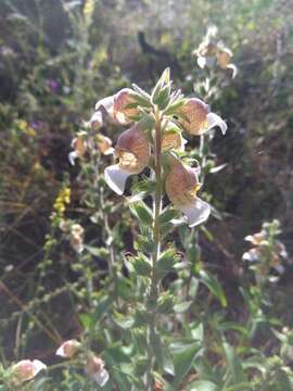 Imagem de Digitalis lanata Ehrh.