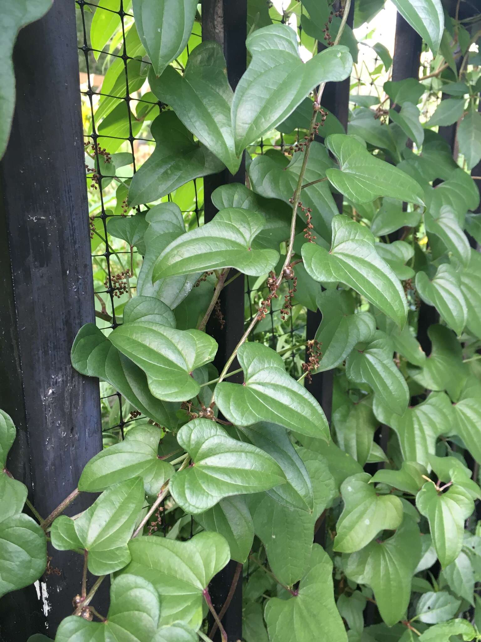 Image of Chinese yam