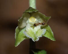 Image of Small-leaved Helleborine