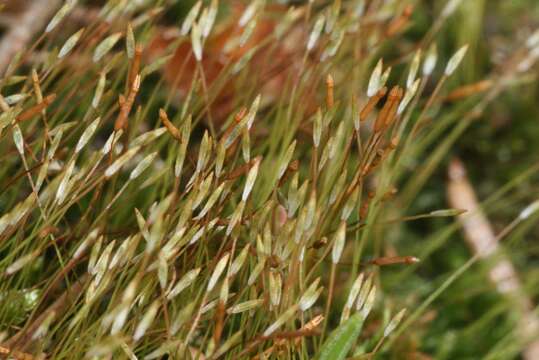 Image of tetraphis moss