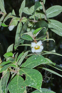 Imagem de Drymonia oinochrophylla (Donn. Sm.) D. N. Gibson