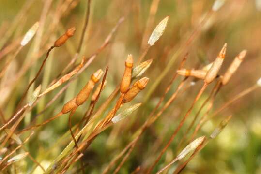 Image of tetraphis moss