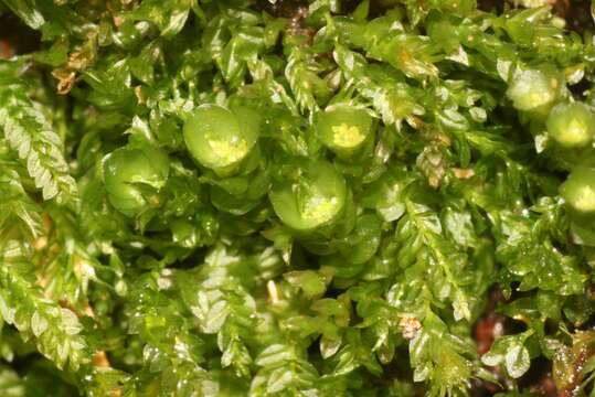 Image of tetraphis moss