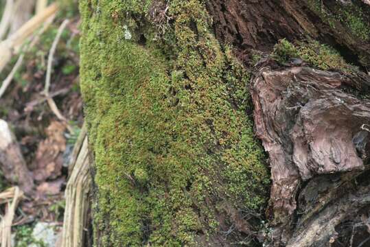 Image of tetraphis moss