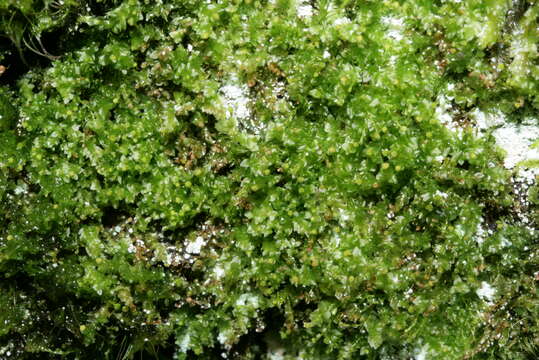 Image of tetraphis moss