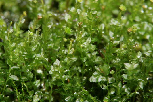 Image of tetraphis moss