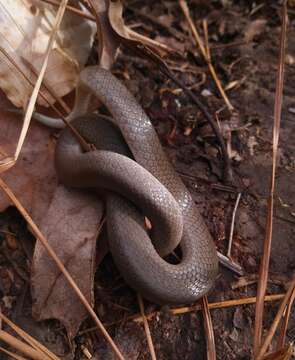 Image de Haldea valeriae valeriae (Baird & Girard 1853)