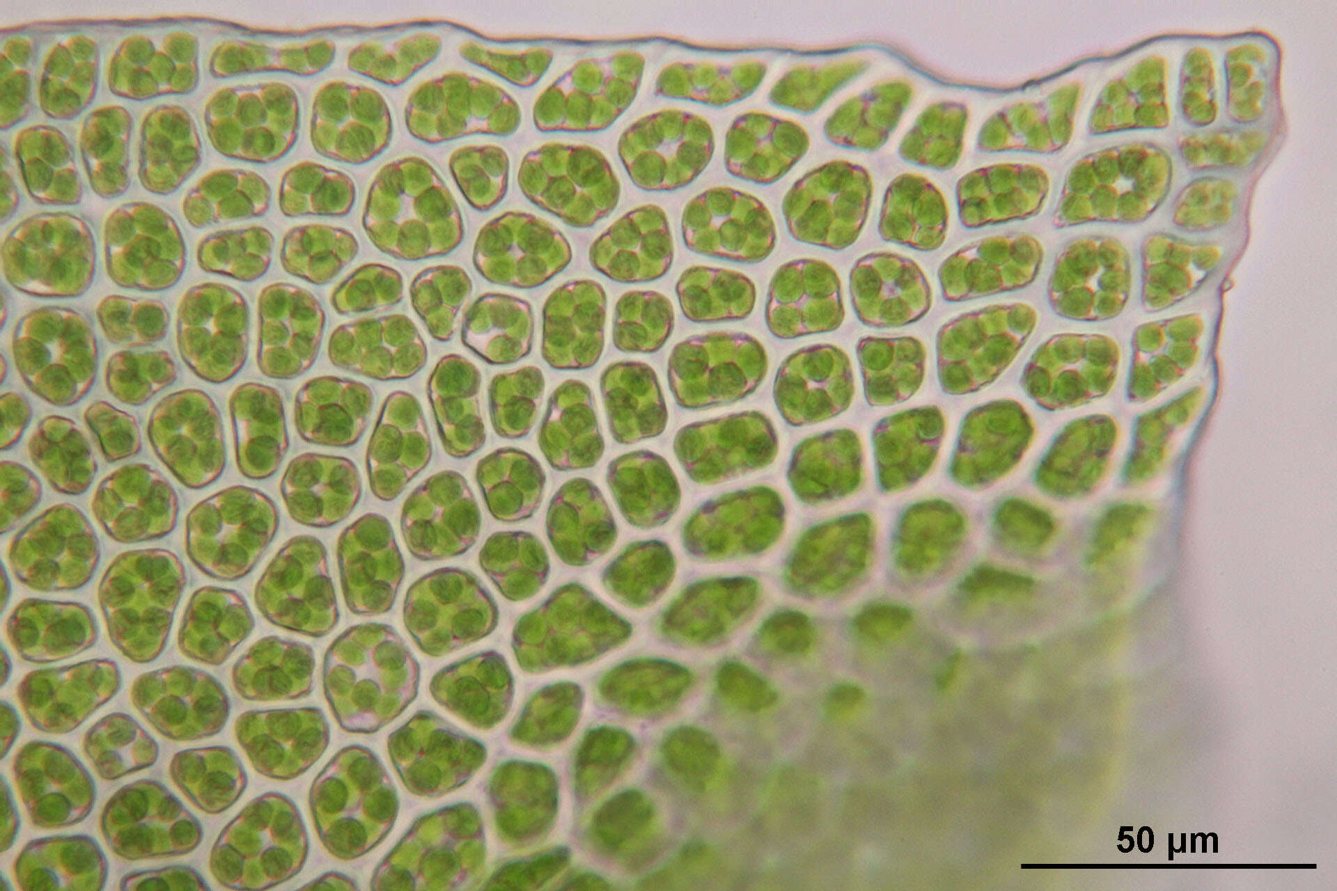 Image of tetraphis moss