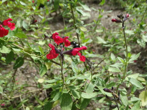 Salvia microphylla Kunth resmi