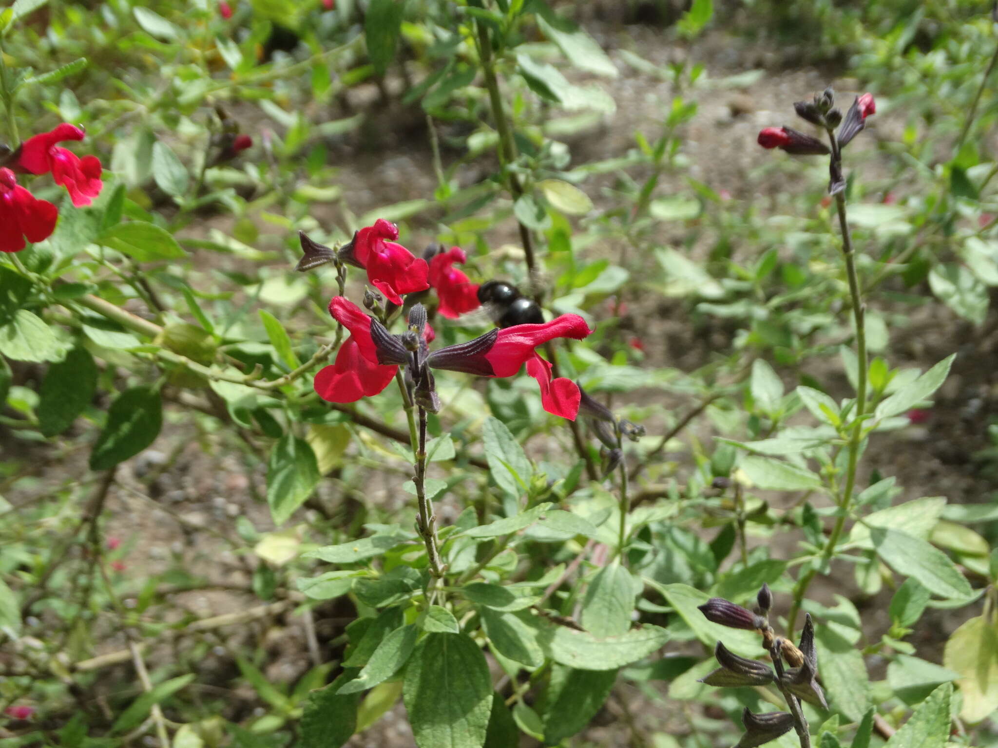 Imagem de Salvia microphylla Kunth