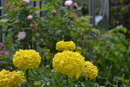 Tagetes erecta L. resmi