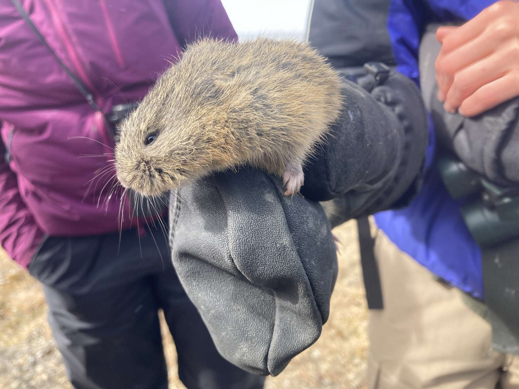 Image of Brown Lemming