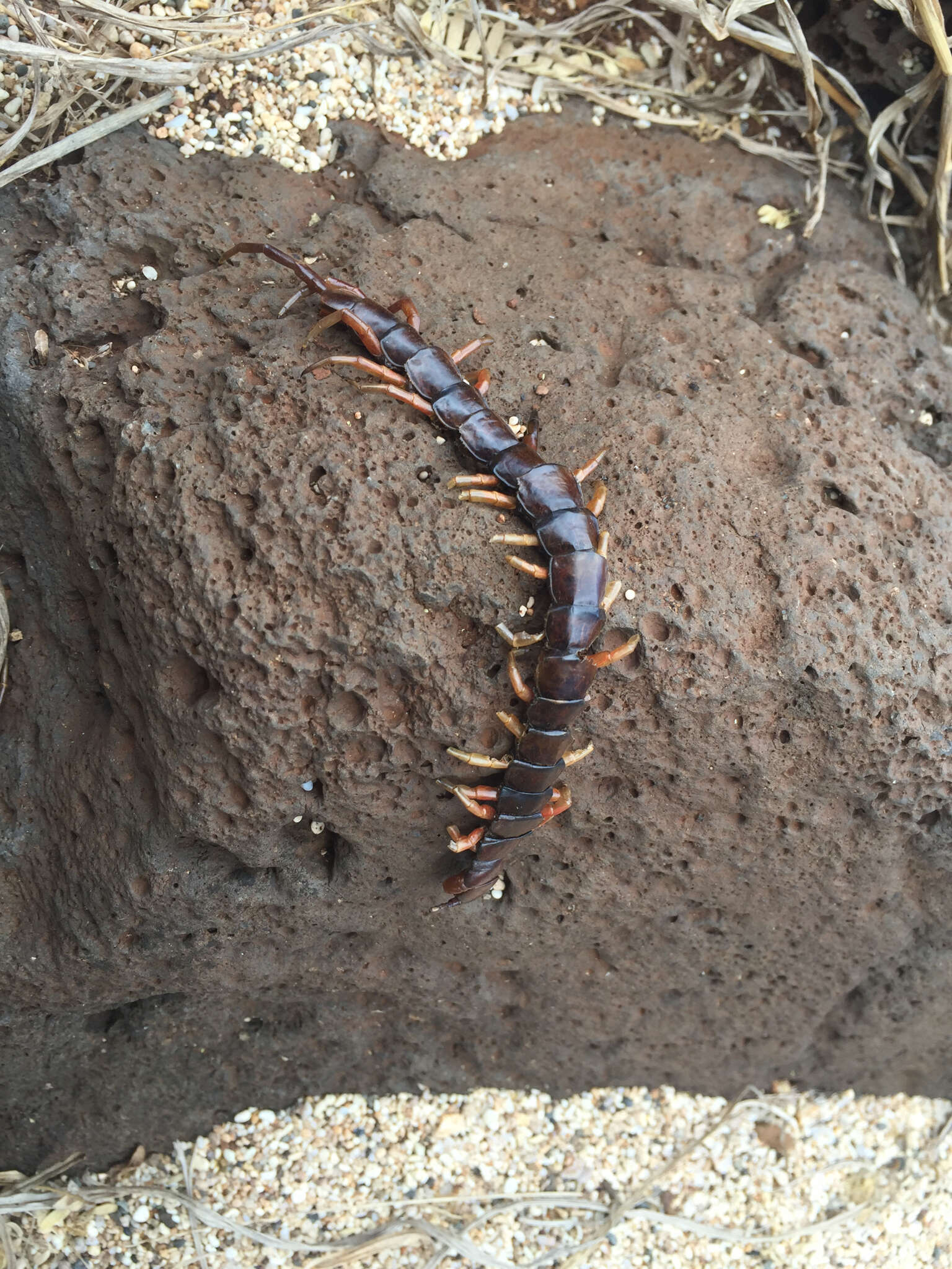 Image of Scolopendra subspinipes Leach 1816