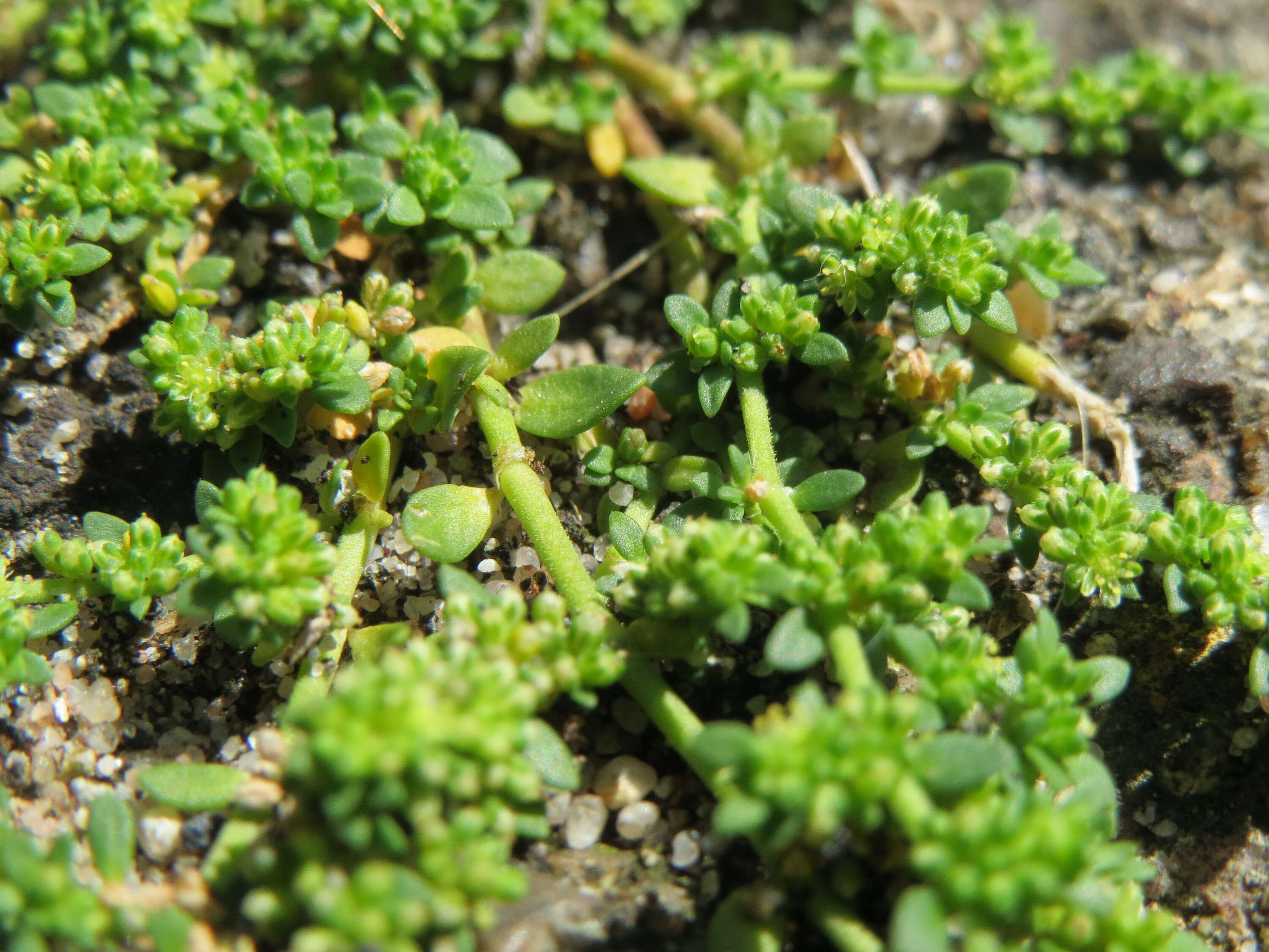 Image of smooth rupturewort